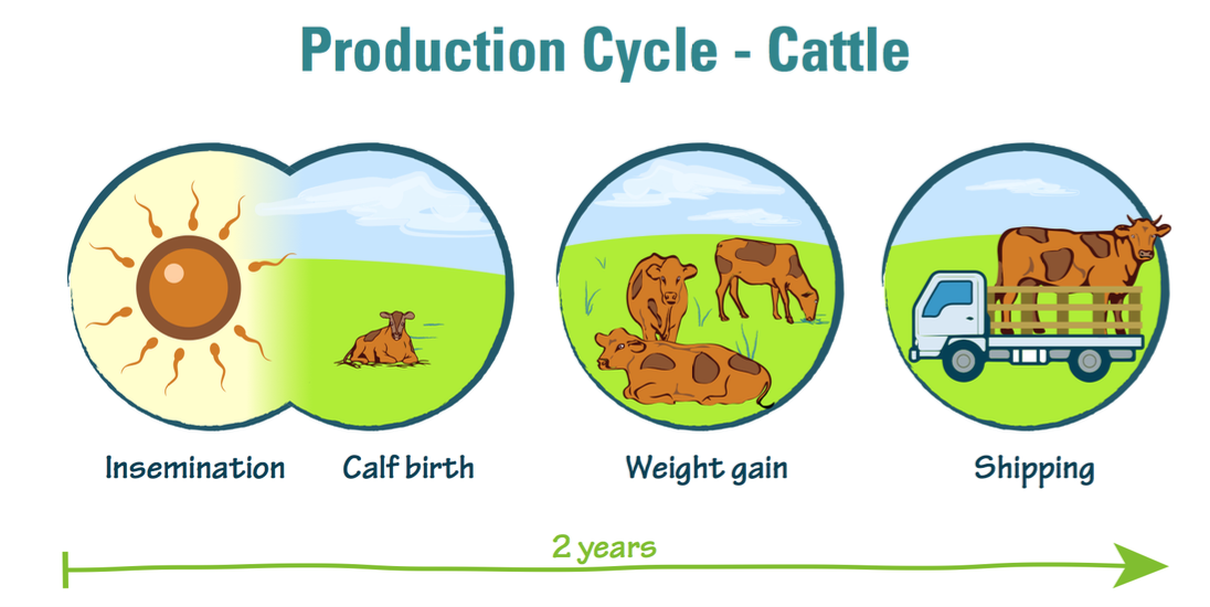 The production cycle of cattle