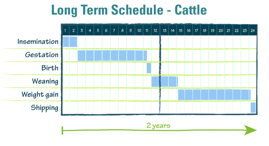 Long term schedule for cattle