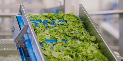 How Tuinderij Vers is learning to see