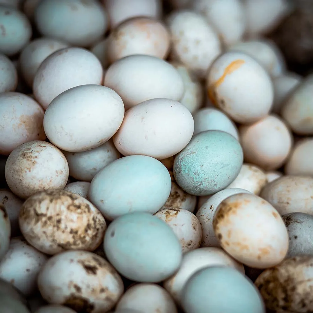 eggs