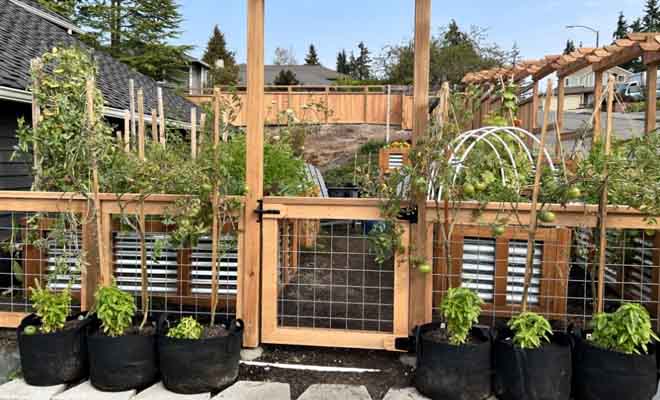 Cedar garden fence gate