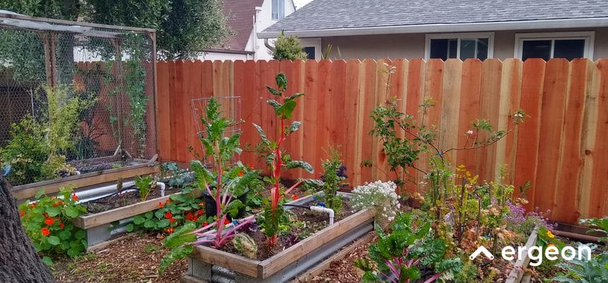 Residential Raised Bed Vegetable Garden with Diverse Plants