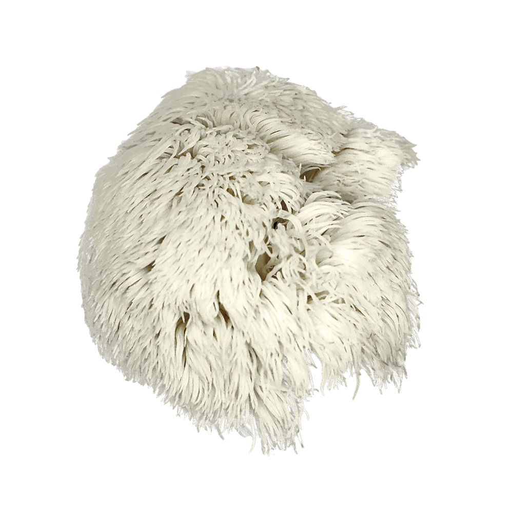 A photo of the item before transitioning to the CT scan display.
