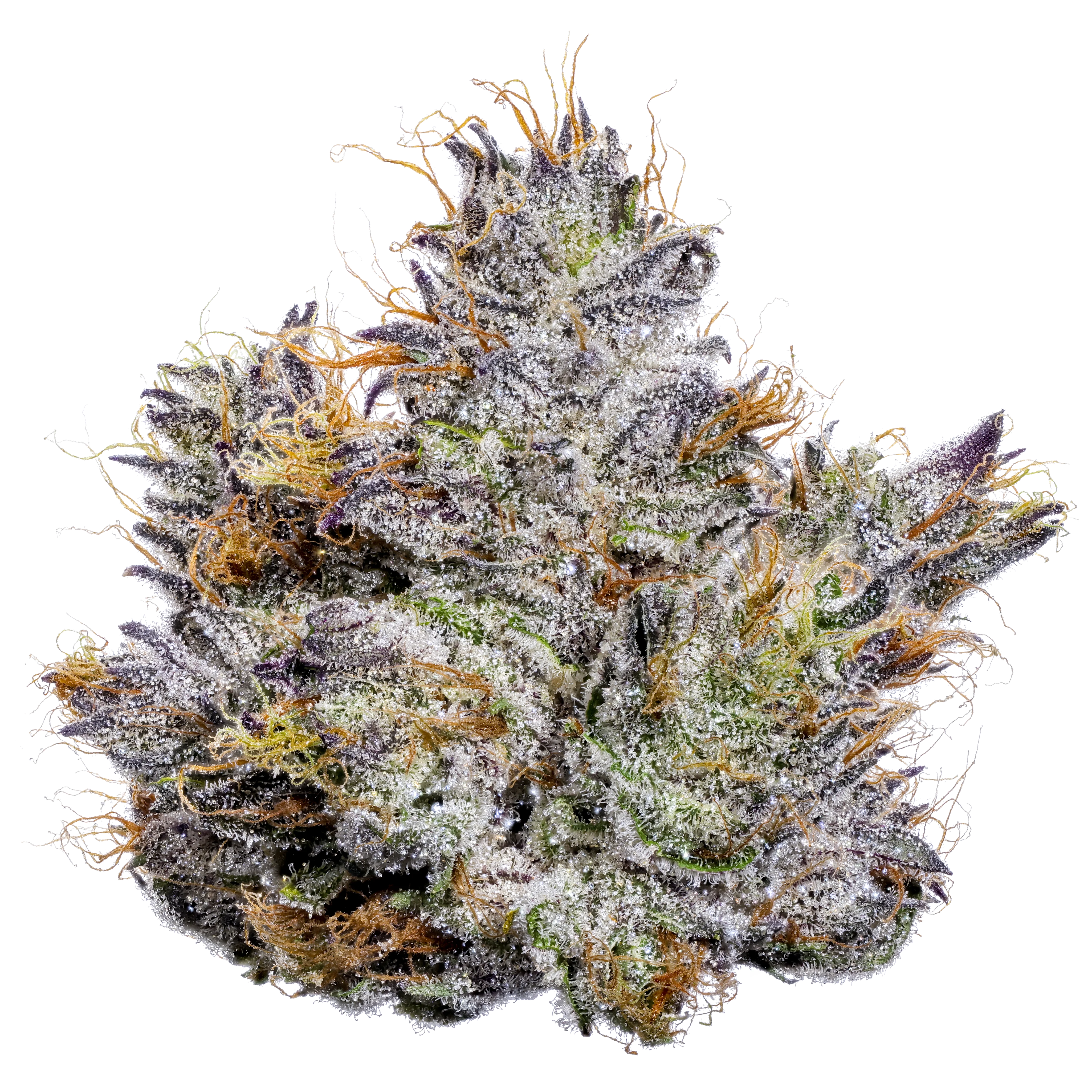 a clickable hi res photo of Fig Farms strain Fabulosa