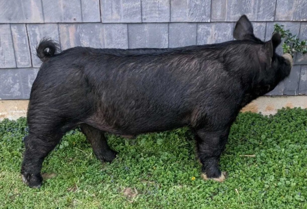 Hartland Farms- Hart Attack Boar