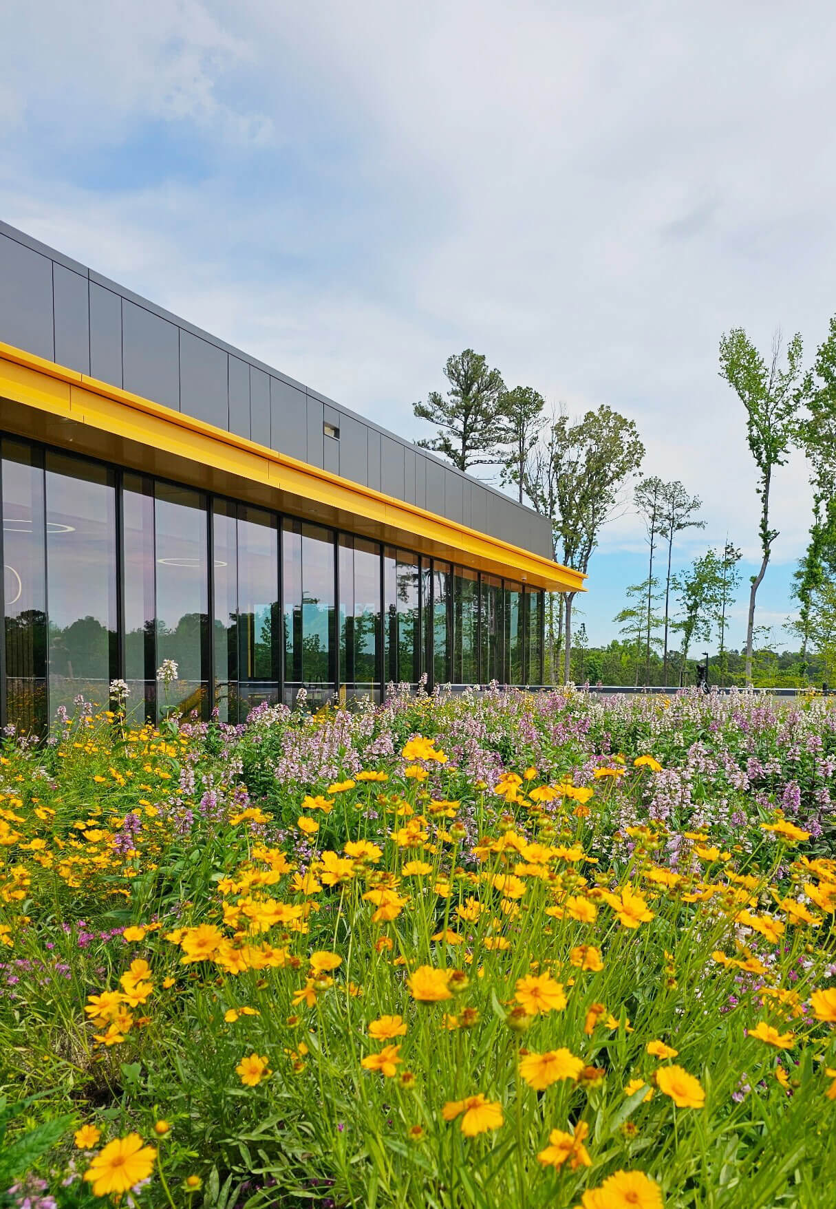 Perennials & Grasses