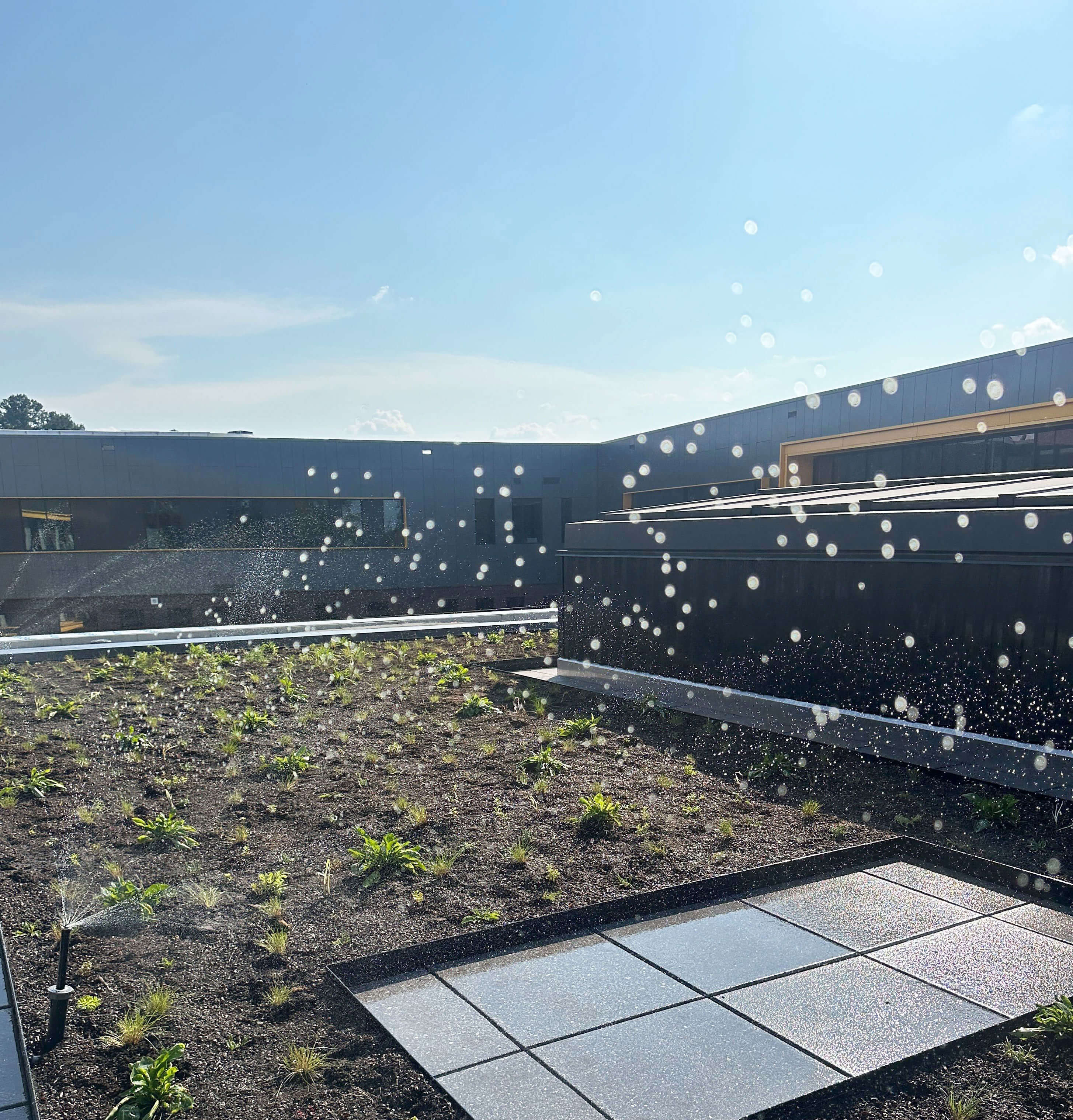 Hunter Pop-up Irrigation