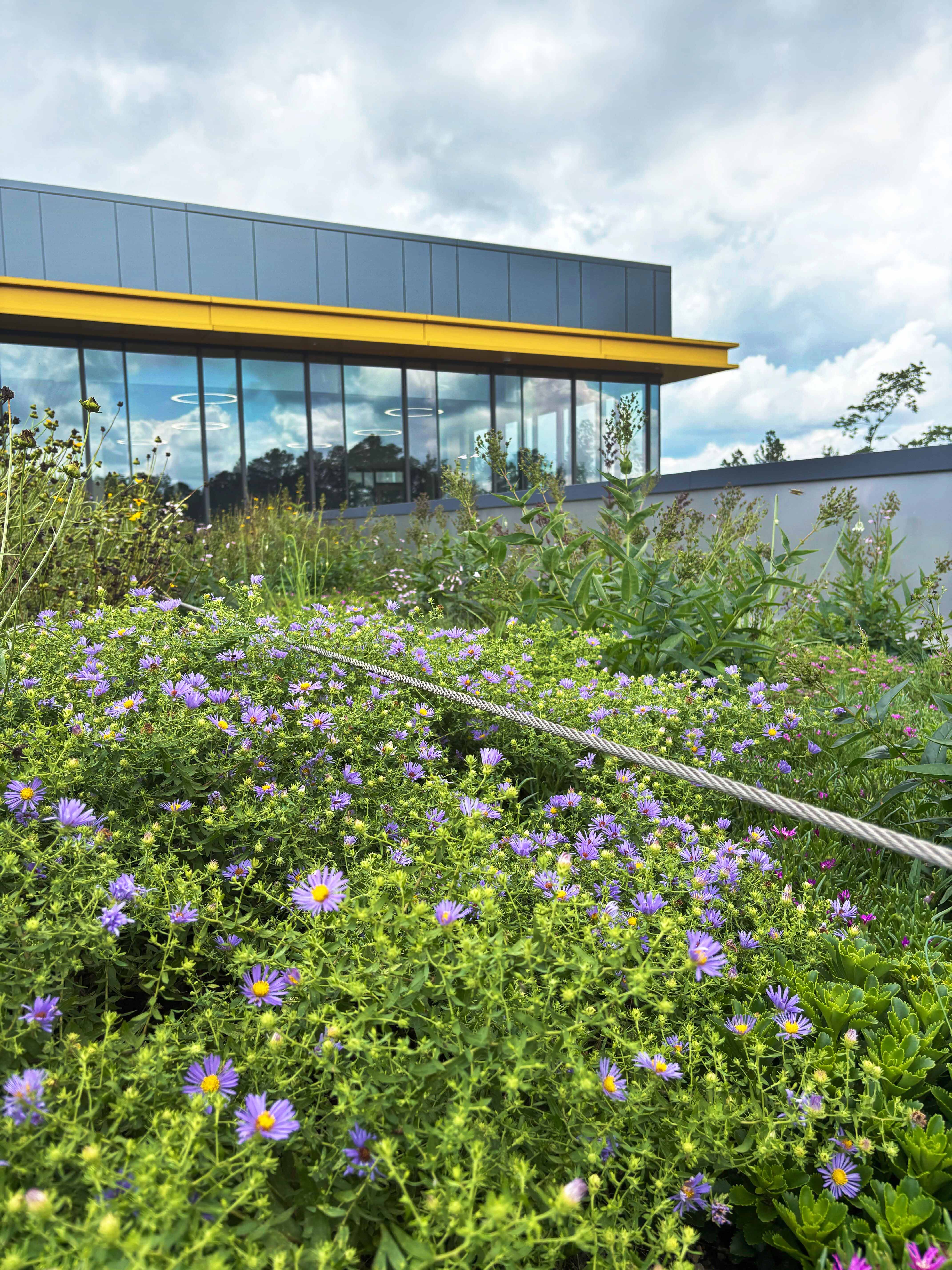 Green Roof Project - Living Roofs, Inc. - Murray Massenburg Elementary - Durham, NC