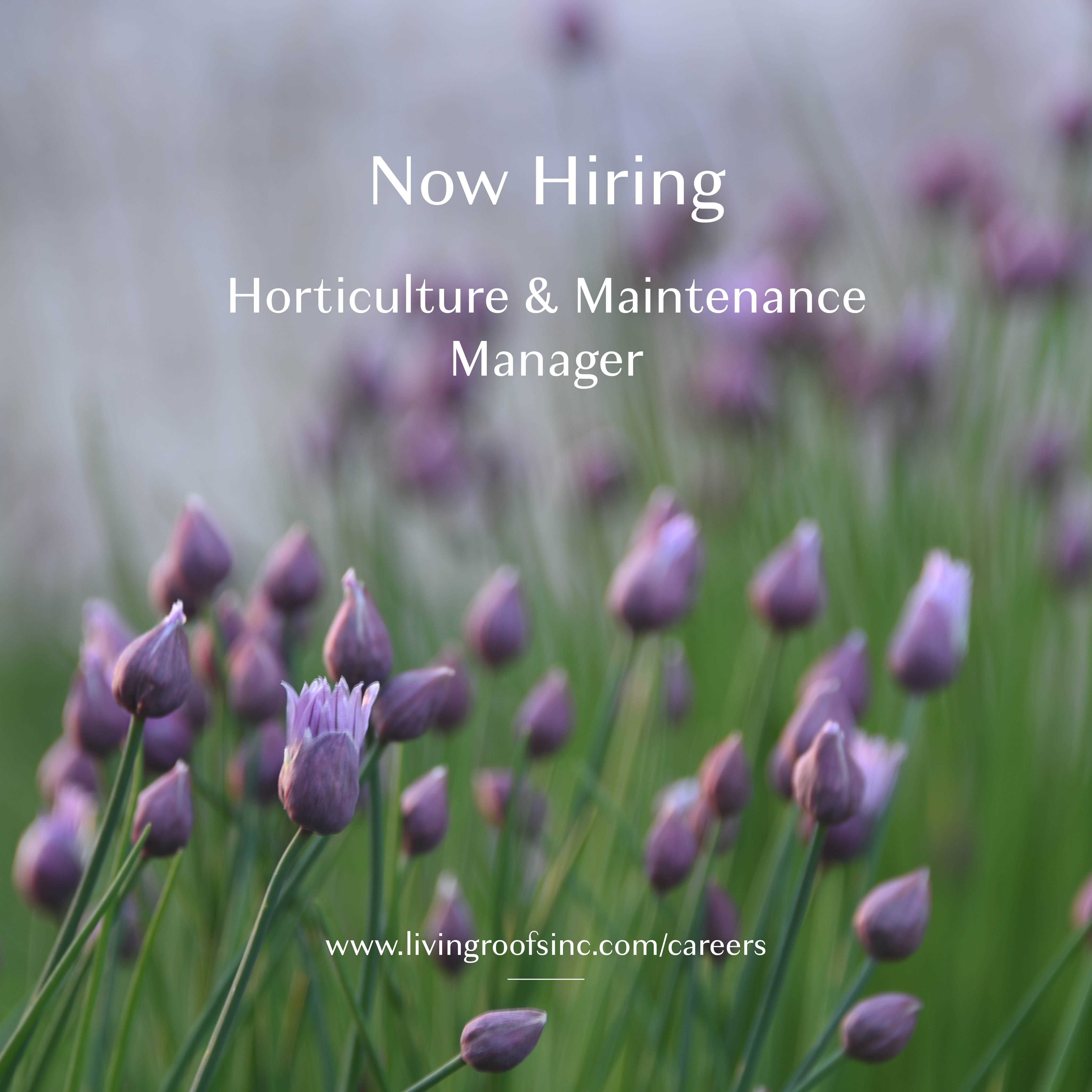 Living Roofs, Inc. is seeking a Horticulture & Maintenance Manager to step into a key leadership role.
This position calls for a professional with strong operational leadership and horticultural expertise who’s ready to refine systems, support crews, manage client accounts, and ensure every project we maintain performs at its highest level.