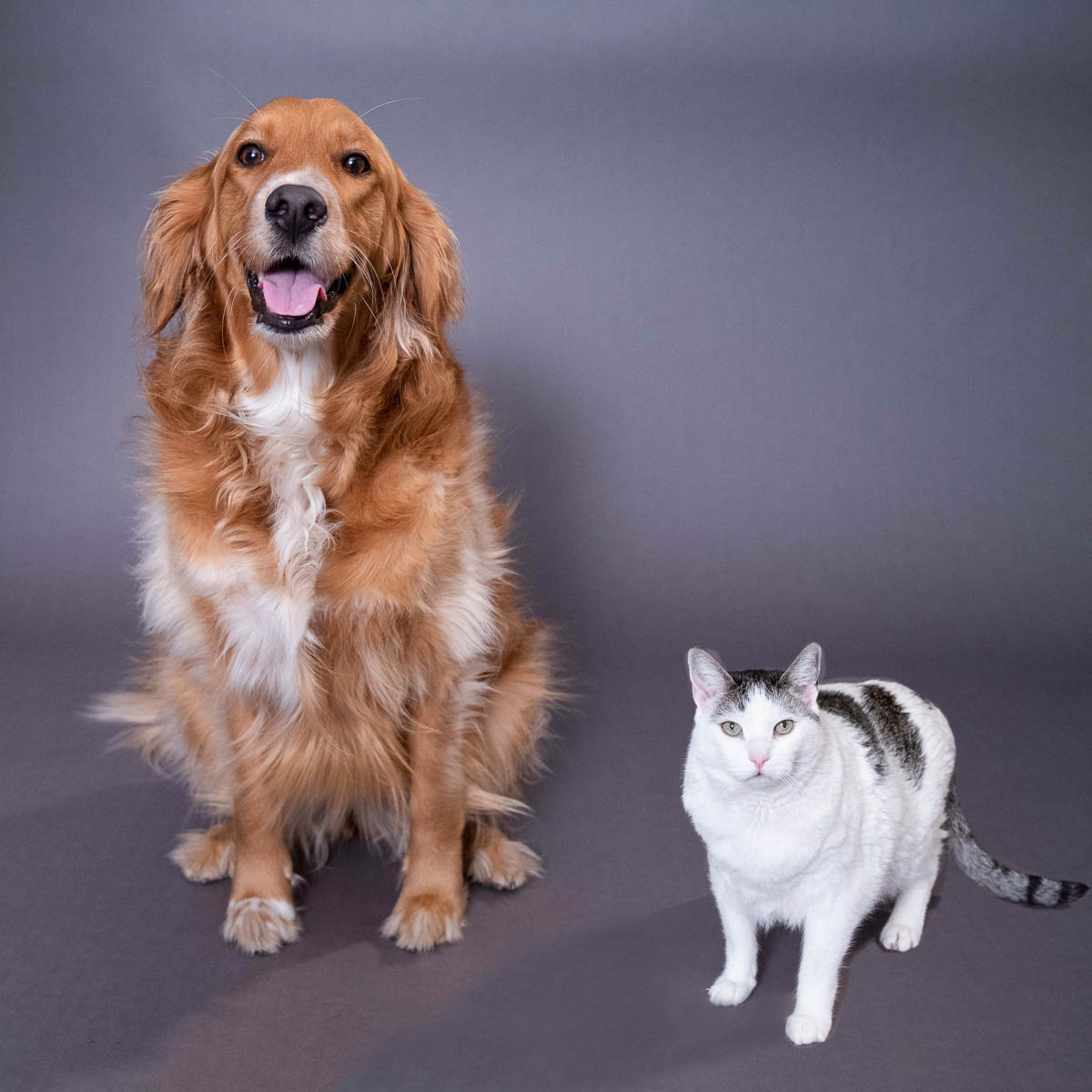 dog and cat best friends