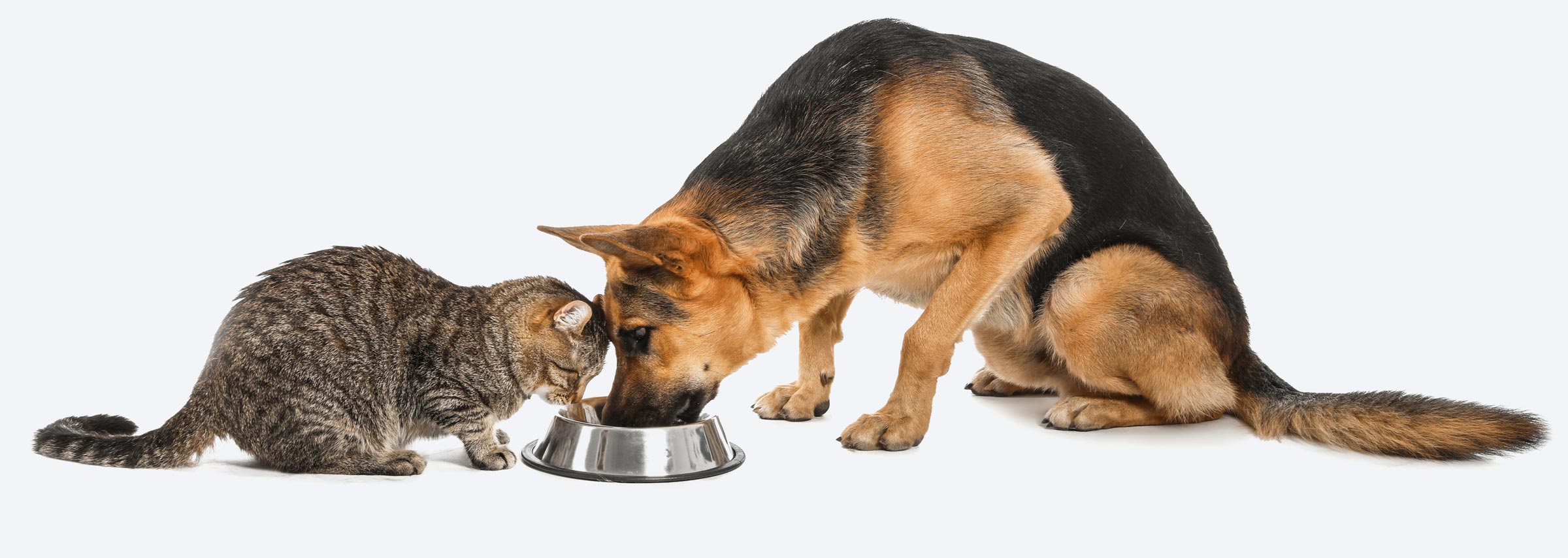 Krill meal price powder supplier Krill meal price powder supplier