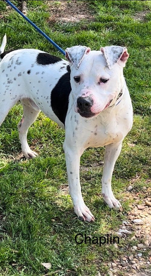 Pets Available for Adoption in Tyler, Texas