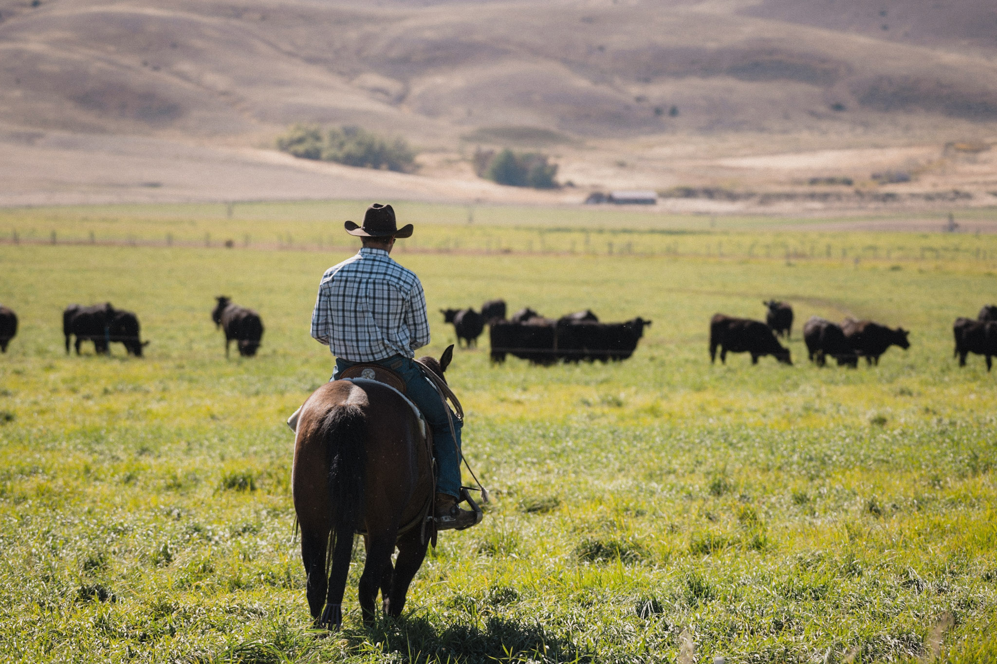 Two Matador cowboys chat while riding through the herd in the pen