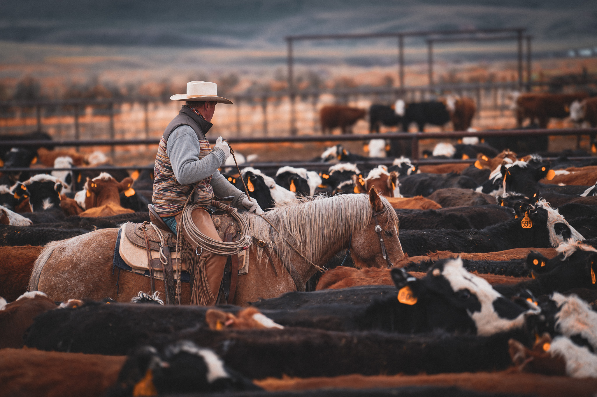 Two Matador cowboys chat while riding through the herd in the pen
