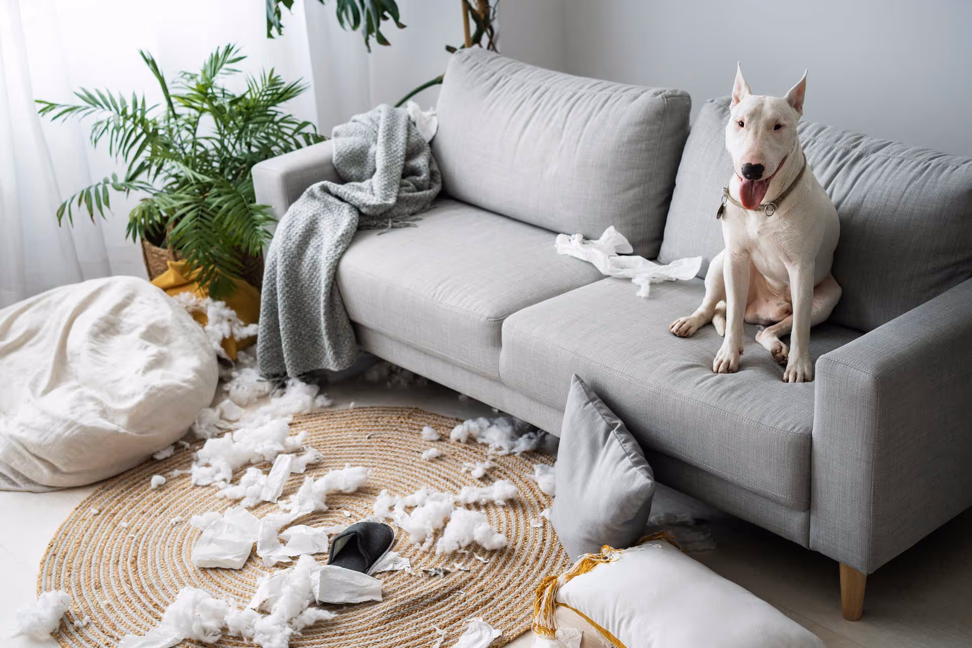 A dog sits on a sofa surrounded by torn cushions and stuffing scattered on the floor.