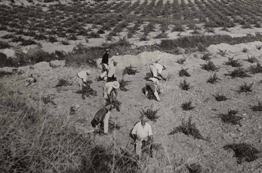 Trabajo de vendimia foto desde arriba en blanco y negro.