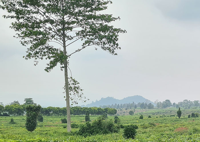  Indonesia CCS Diagnostics 