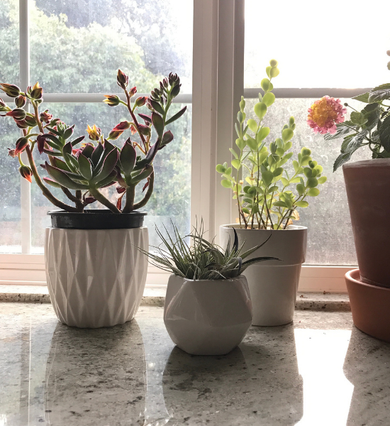 Natural stone countertop remnant used as a plant display surface in a sunlit home
