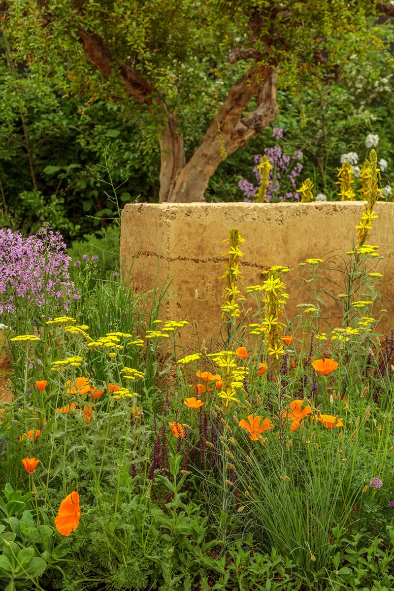 Edible garden with orange and yellow flowers