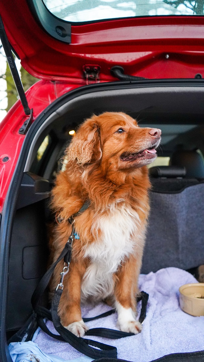 Dog Transport