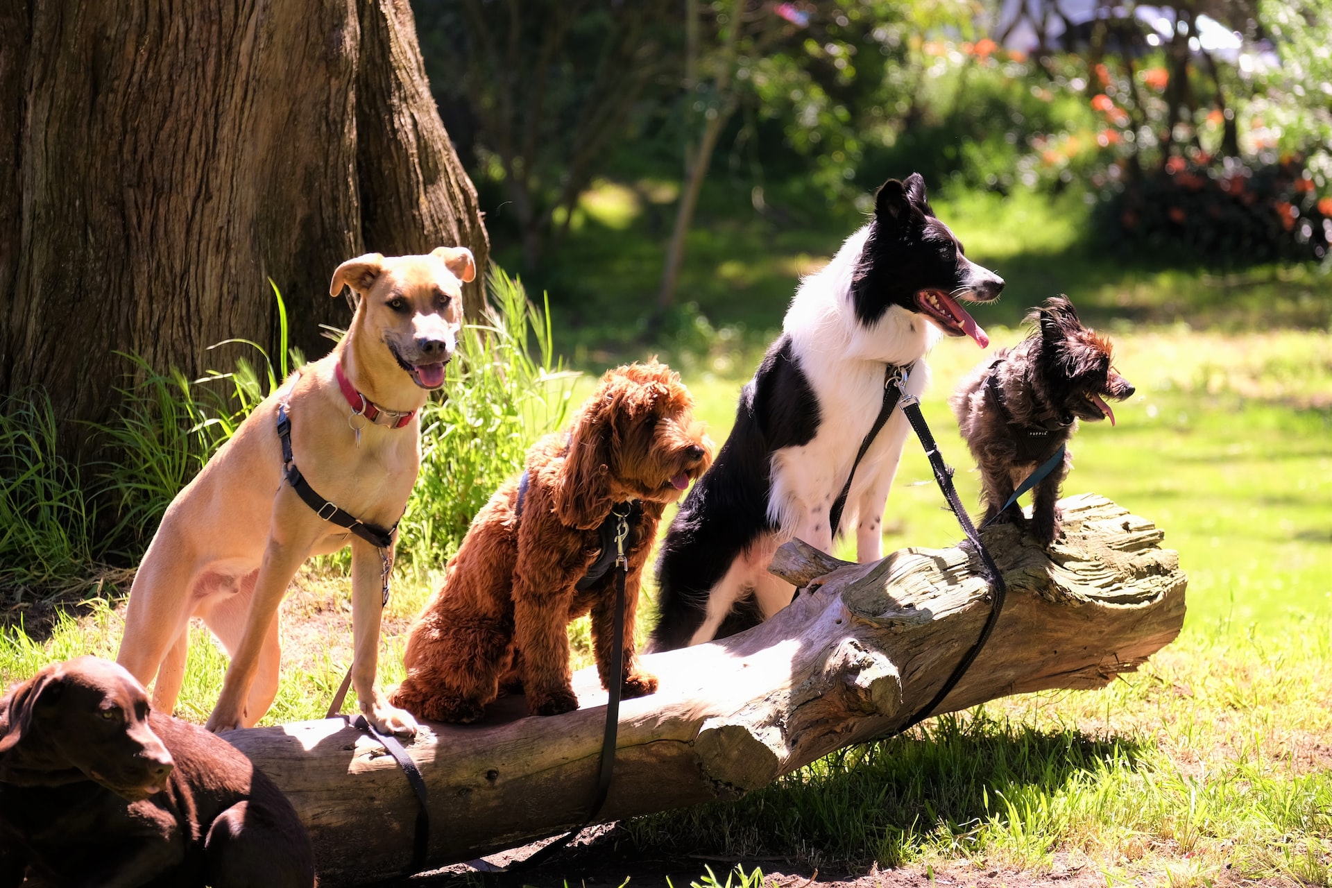 Dog Boarding
