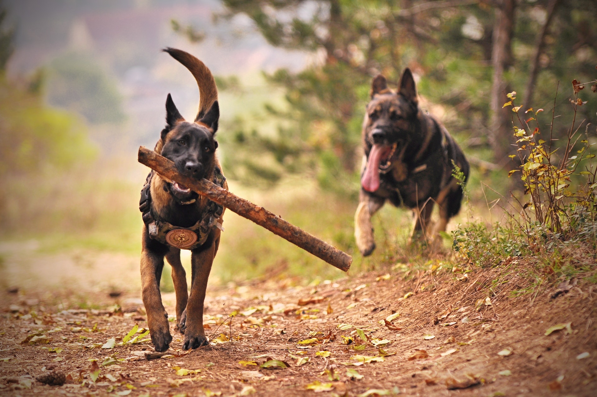 New Films About Dogs