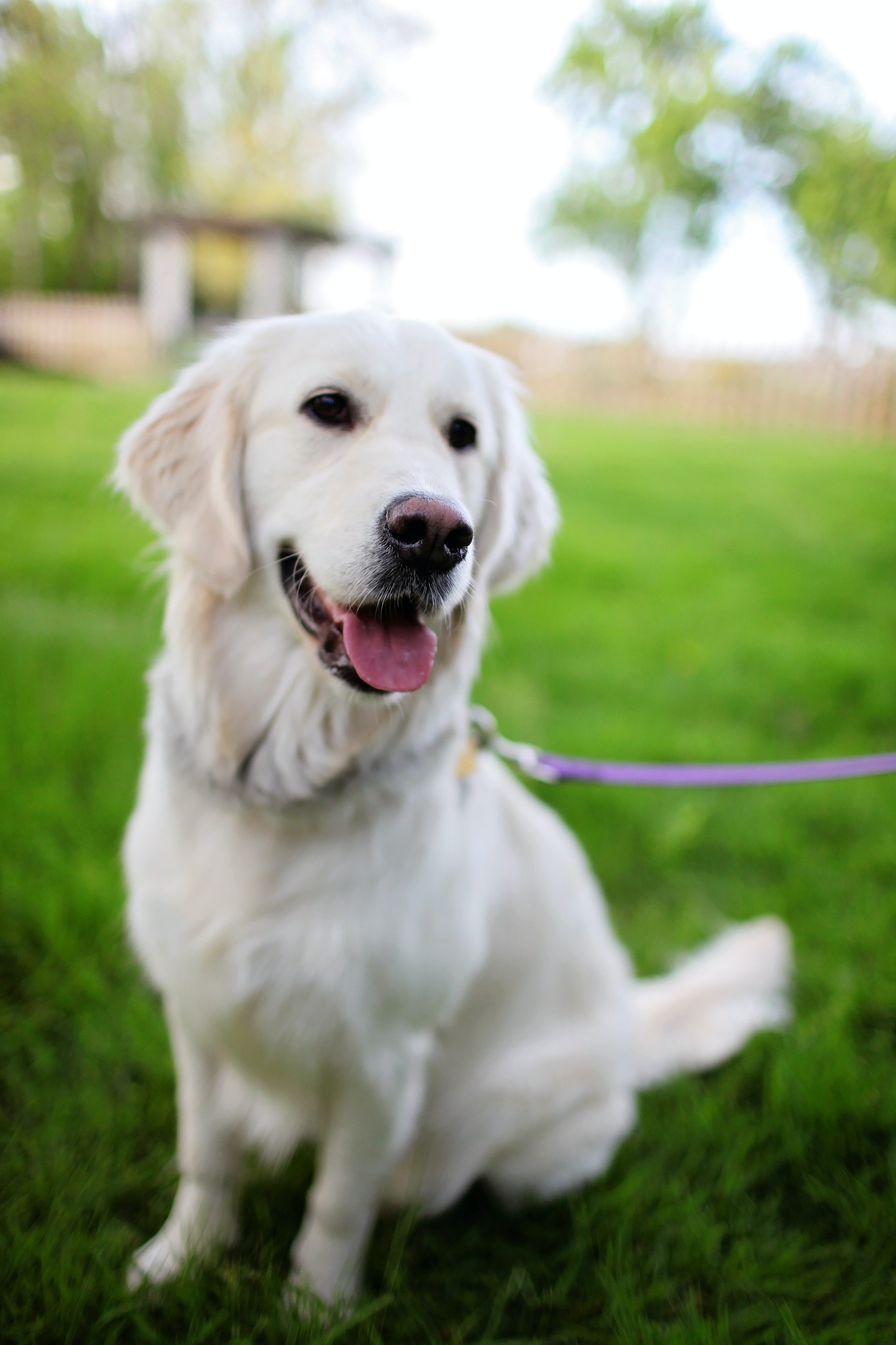 Must-have Dog Walking Accessories