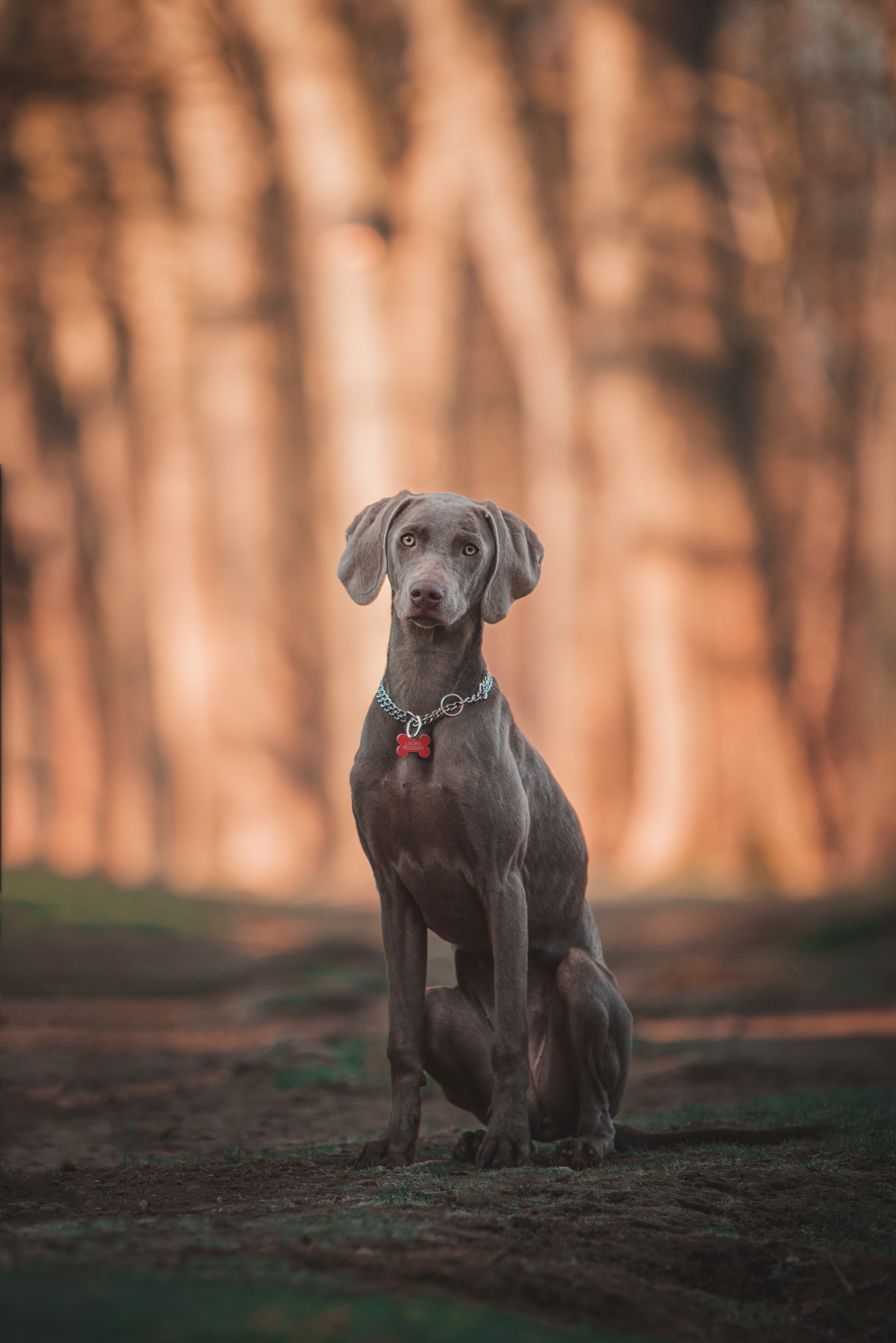 How to Cut Your Dog's Claws