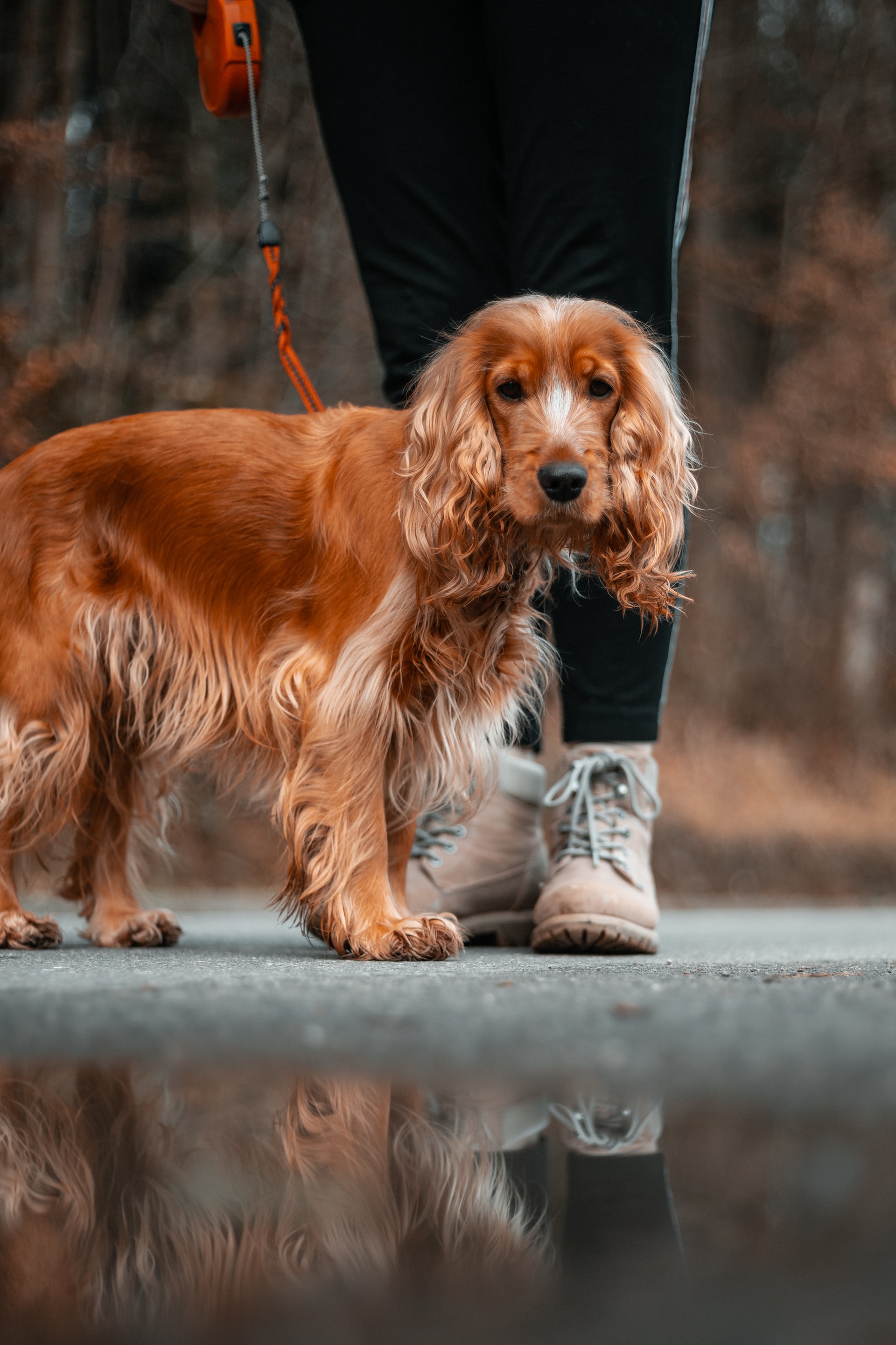 10 Best Present Ideas for Your Pooch
