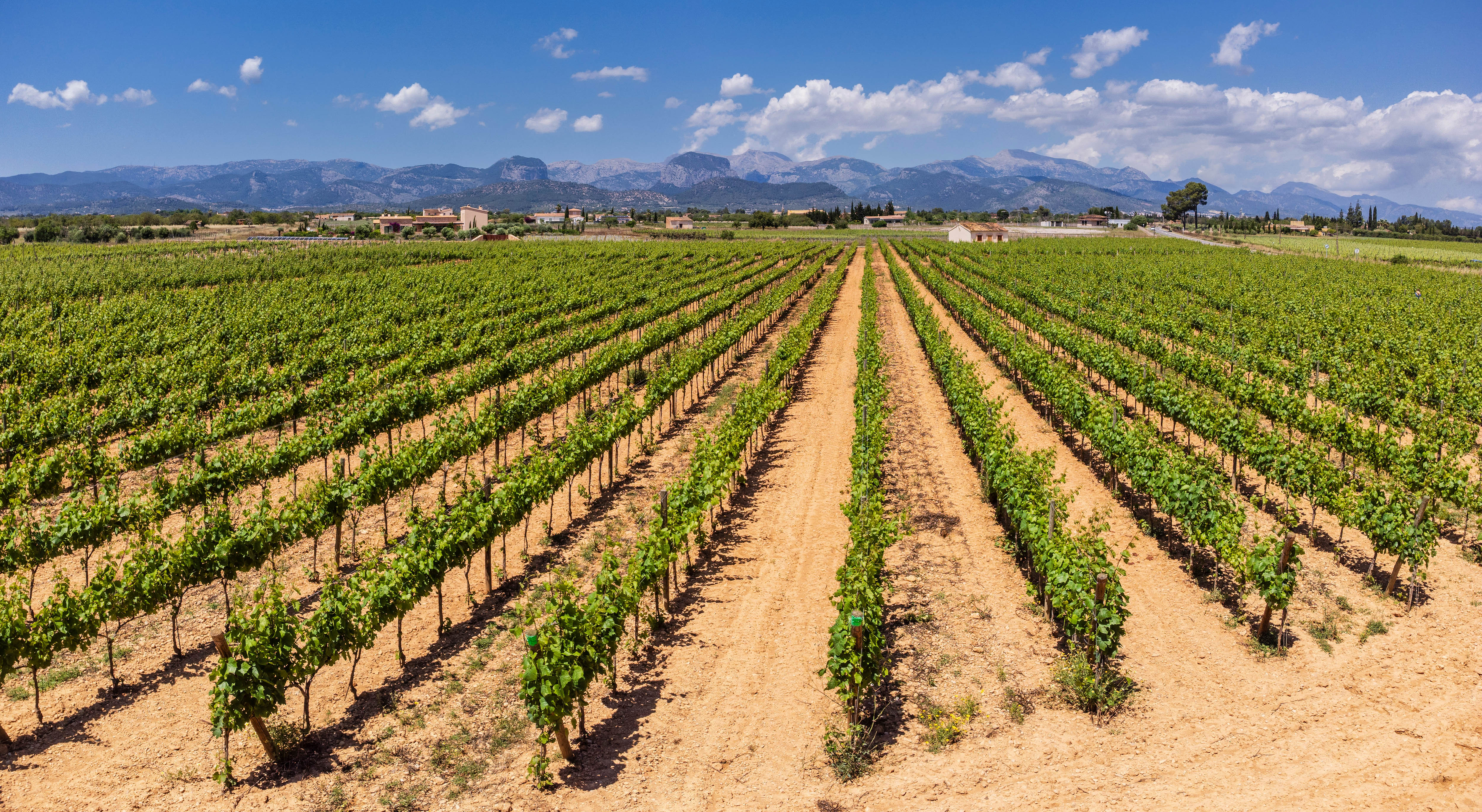 Vineyards with the Tramuntana mountain range behind in Mallorca
