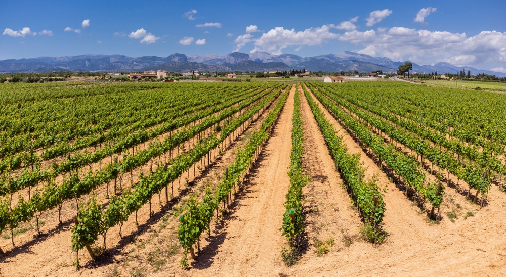 A vineyard in Mallorca