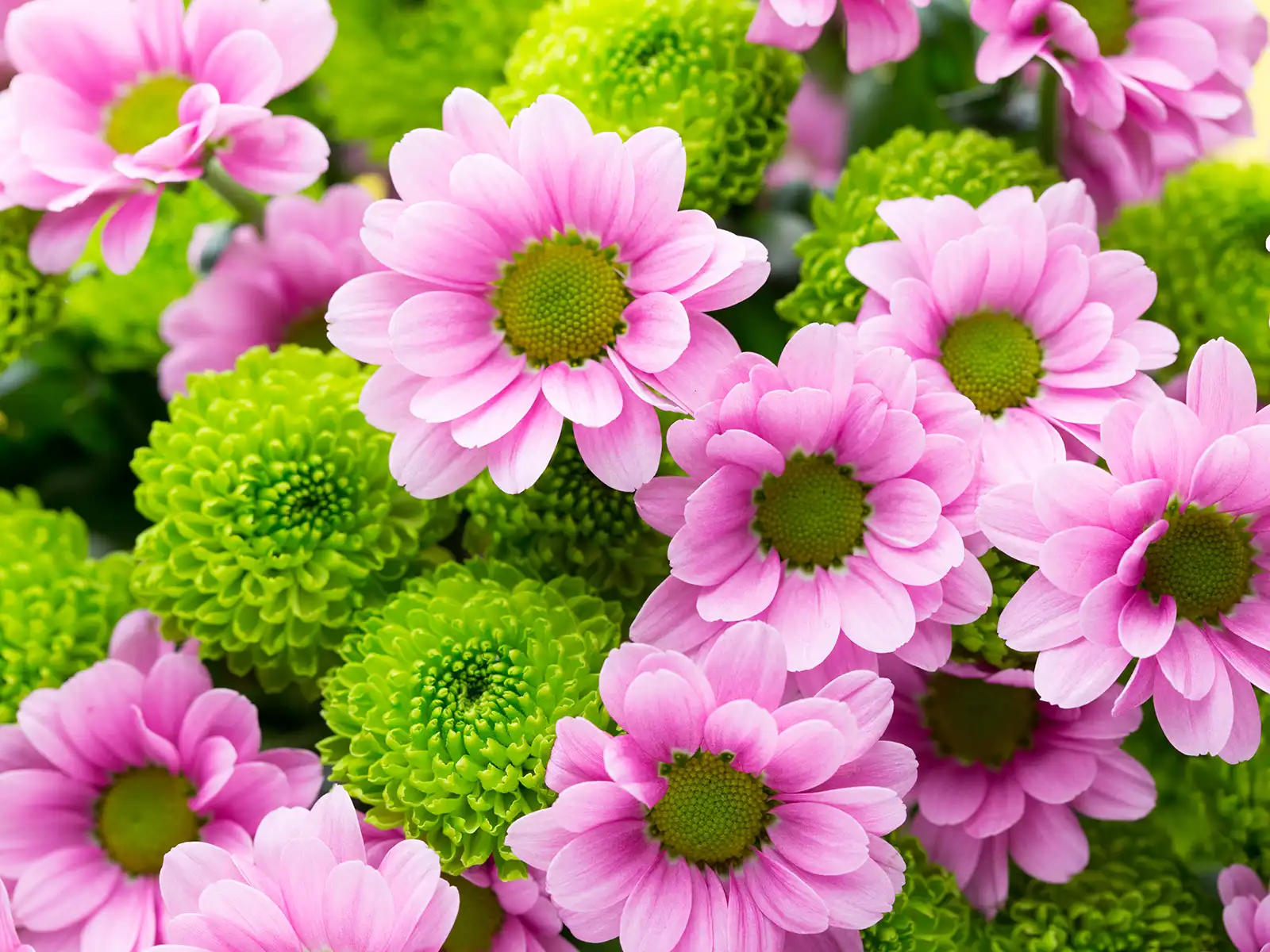 A vibrant bouquet of pink daisy-like chrysanthemums with yellow centers mixed among rounded, bright green pompon chrysanthemums in a dense floral display.