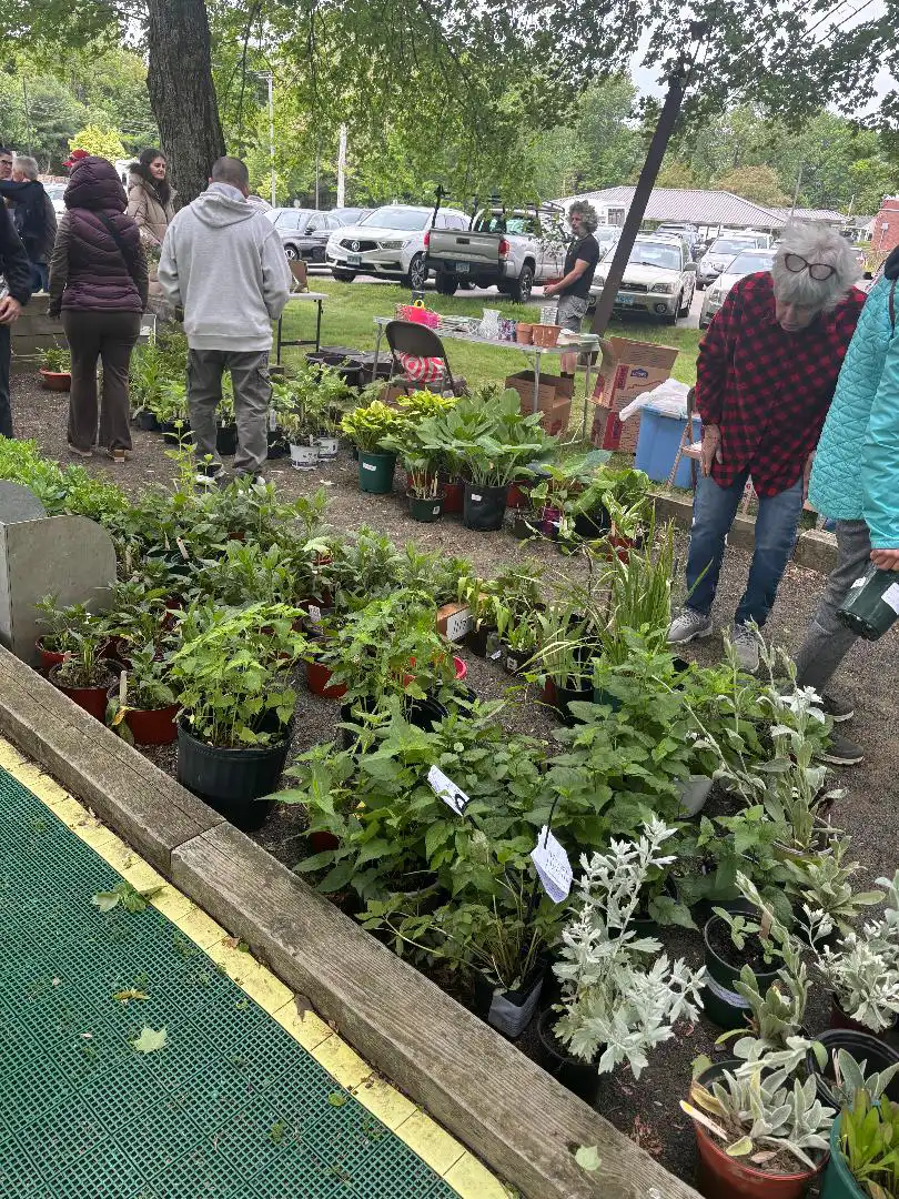 Customers browse dozens of potted plants, hostas, and herbs arranged on the ground during the successful Woodbridge Garden Club outdoor plant sale.