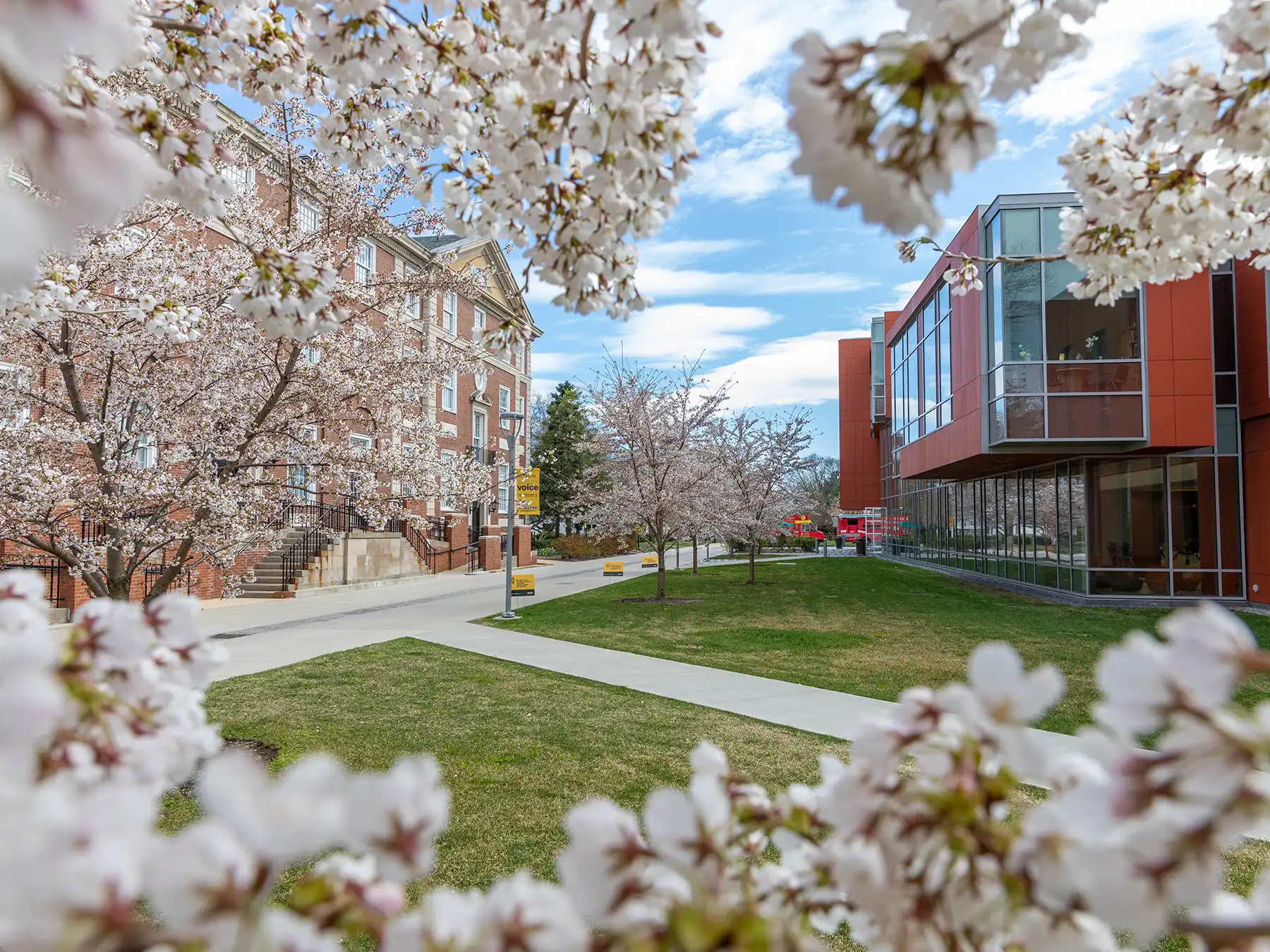 Adelphi University campus walkway lined with blooming spring cherry blossom trees, brick buildings, and the modern student center on a sunny day.
