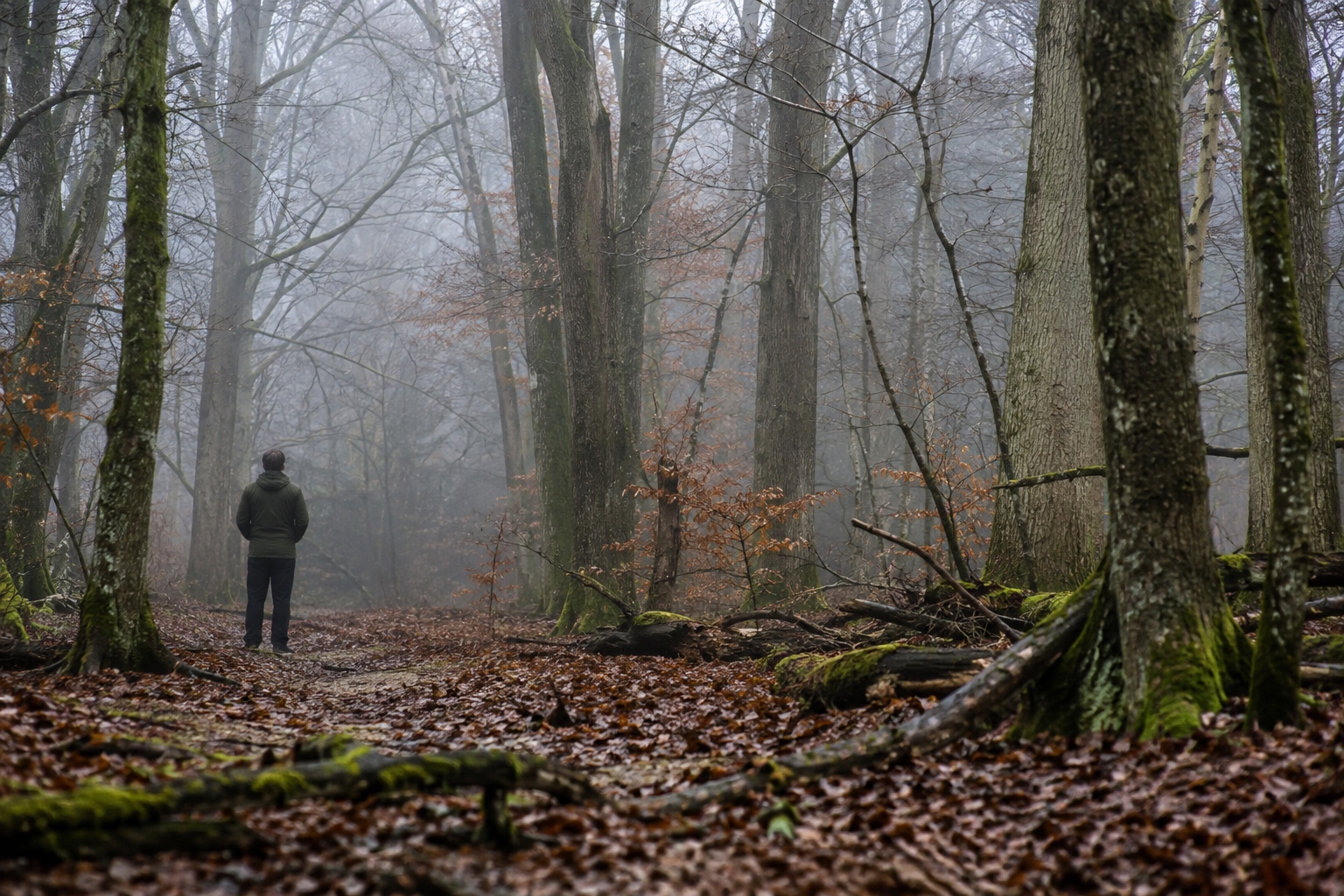 A lone figure standing still among bare trees in misty English woodland
