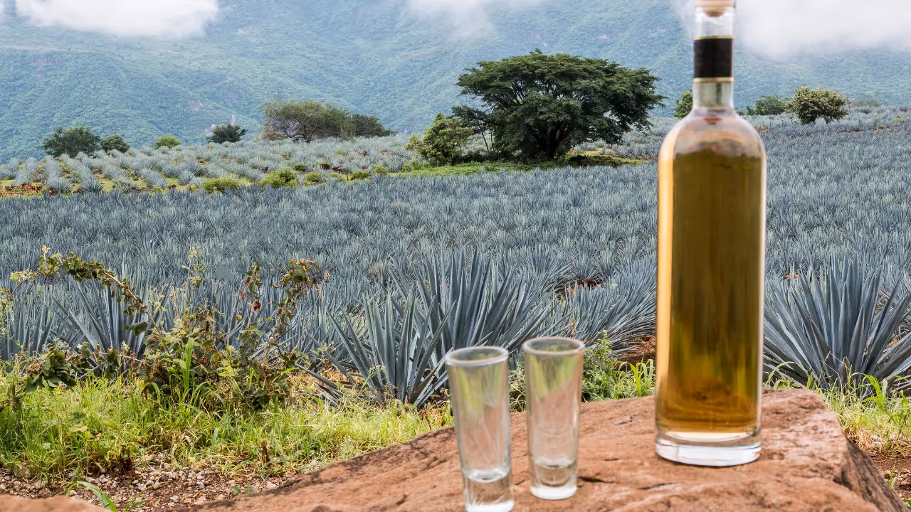 A bottle of agave spirit and two shot glasses, in front of fields of agave plants.