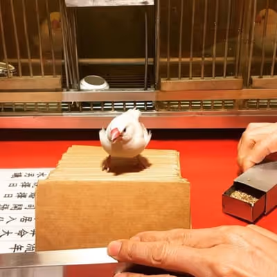 Chinese Fortune Telling with Birds – Cultural Showcase