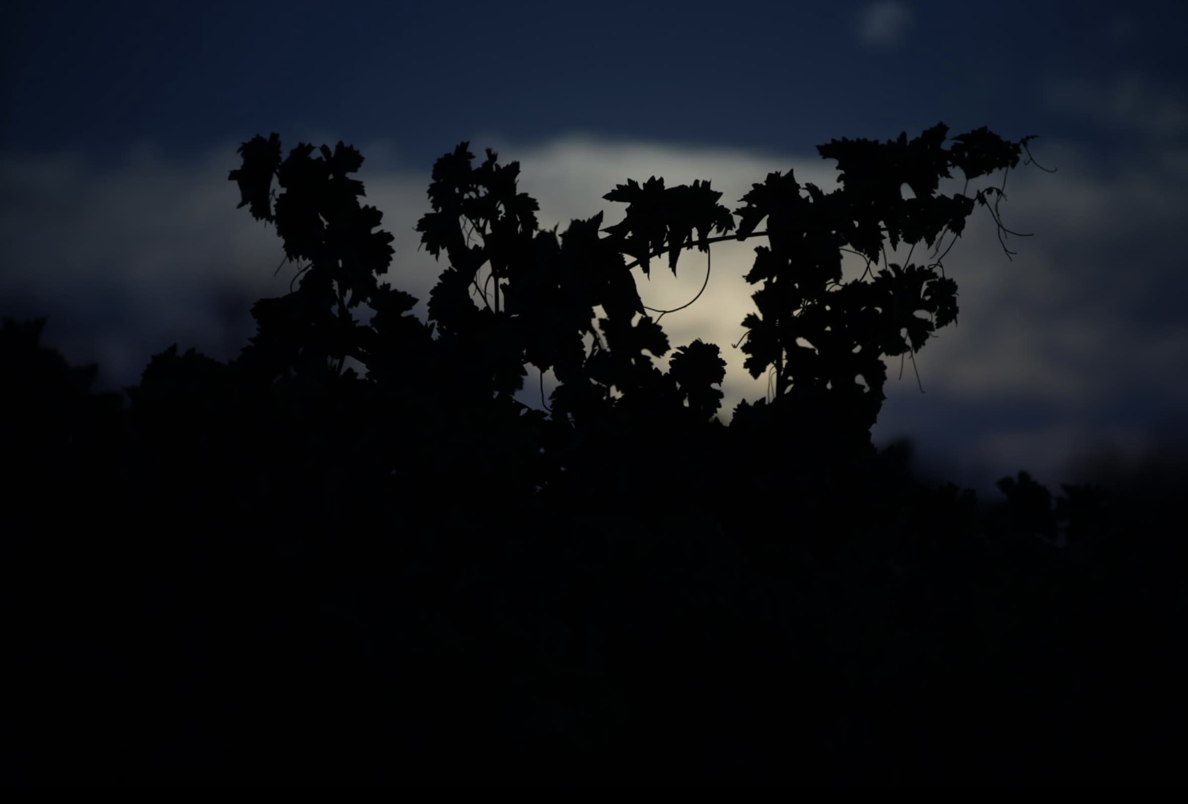 Cepa atardecer oscura