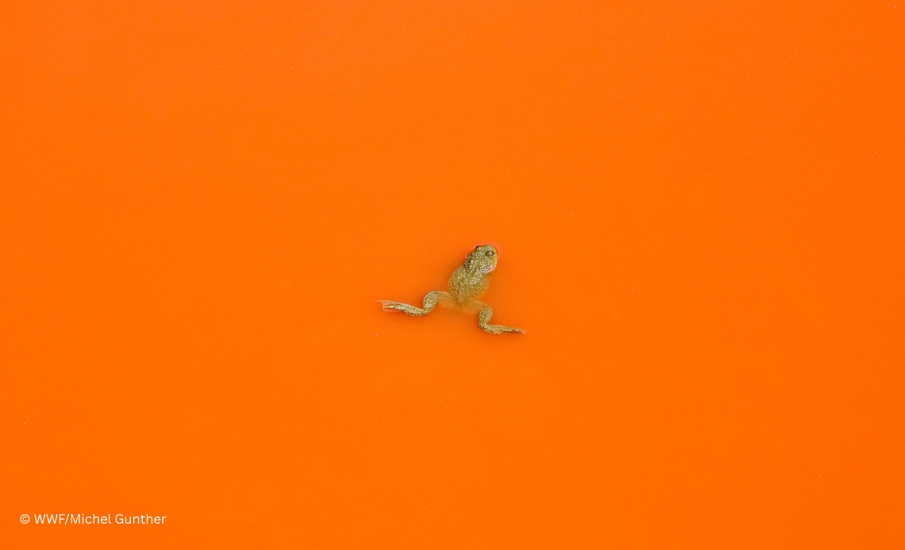 How industry actors are attempting to remove EU water protections - new report