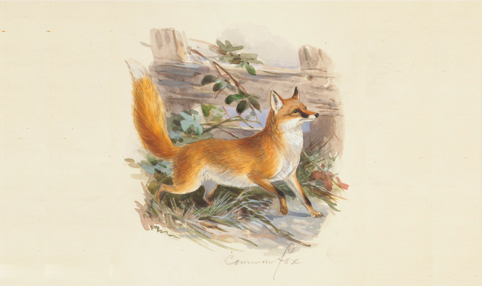 Illustrator Webflow Template Header Image