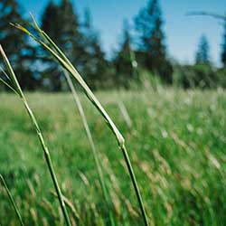 Scott Andrew Alpaugh grass