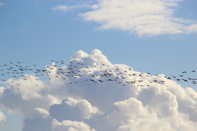 bird migration, migratory birds, flock of birds