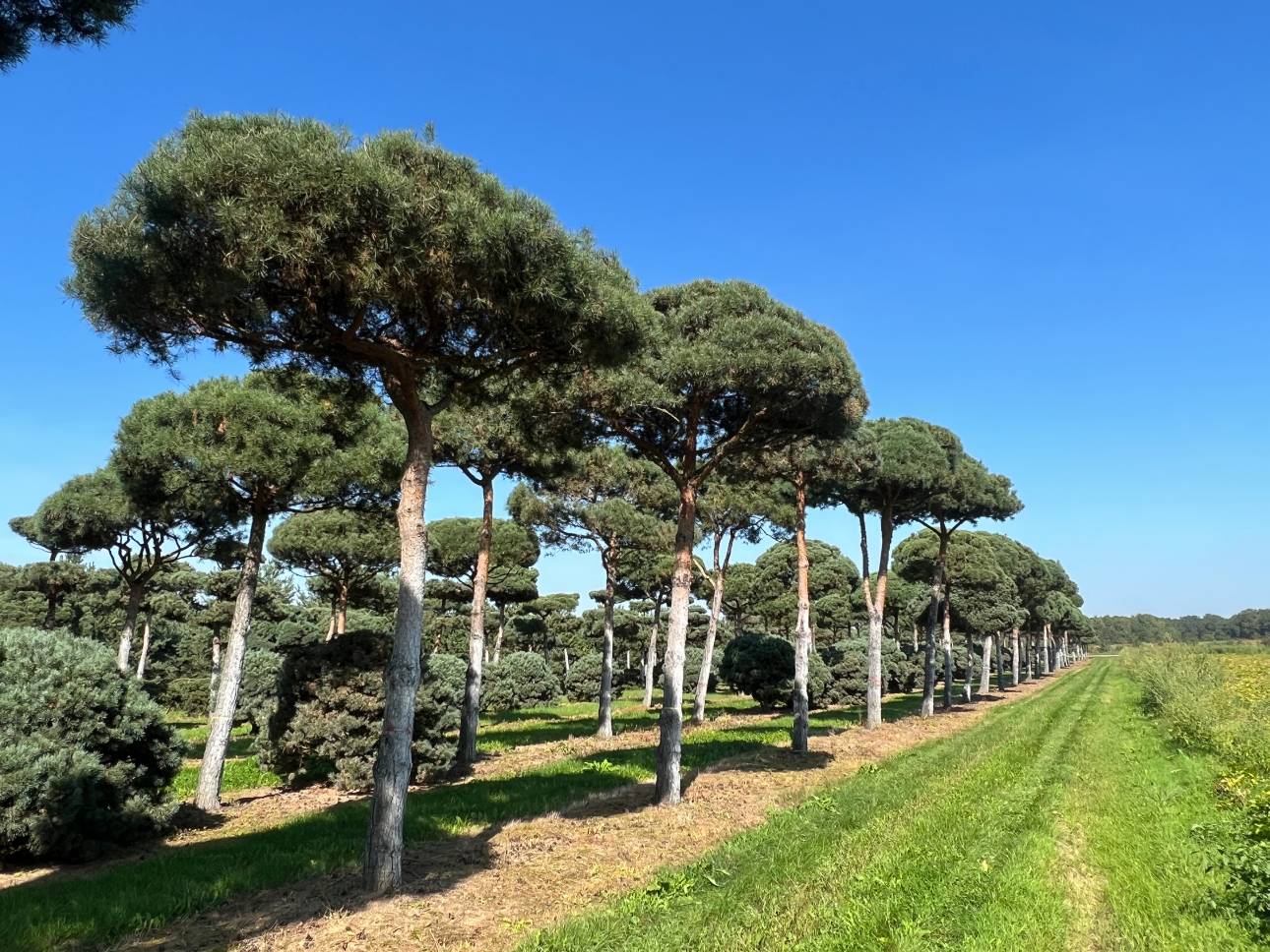 Behind the Scenes at Creepers: How We Select and Care for Our Specimen Trees
