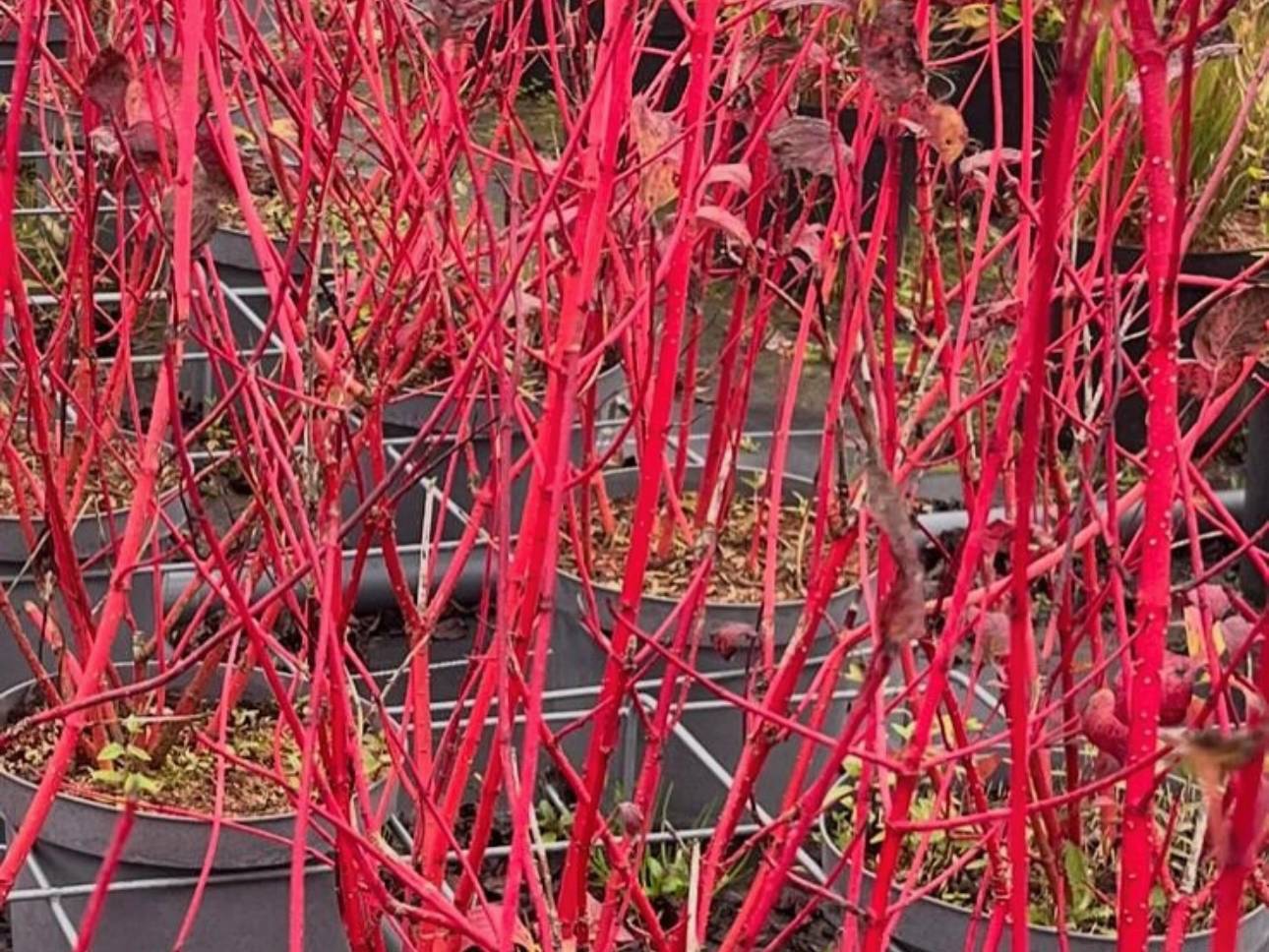 Planting season starts now - Why autumn is the best time to get digging