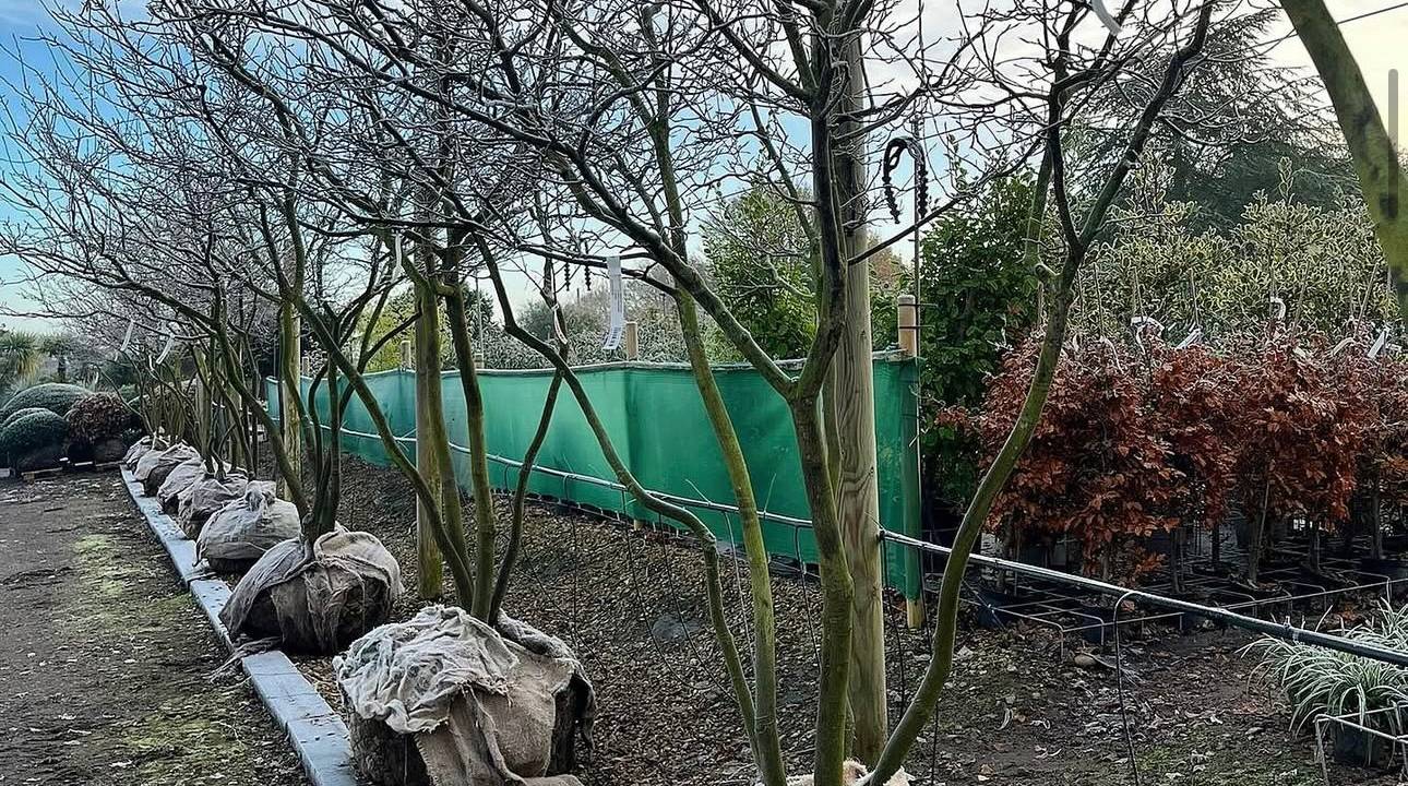 Bare root & rootball season is here! What you need to know…