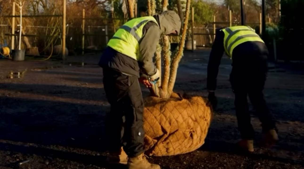 Strong foundations: choosing plants that set a garden up for long term success