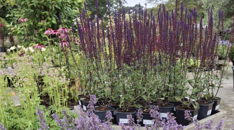 Creepers plant centre at Lavershot closing indefinitely from 13th January