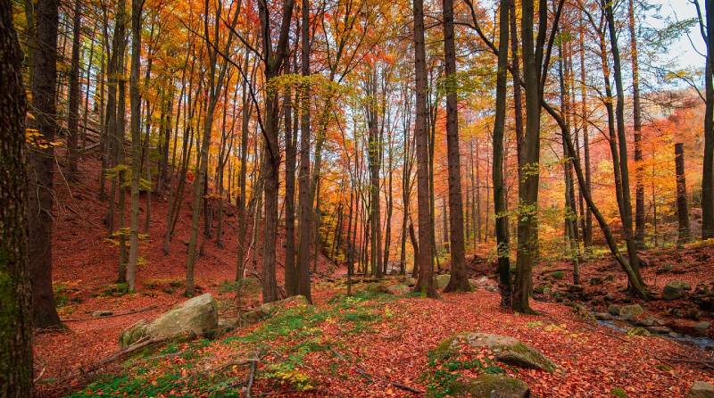 Autumn Colour: Embracing the Beauty of the Season