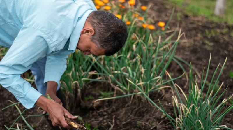 Celebrating Biodiversity: National Allotments Week