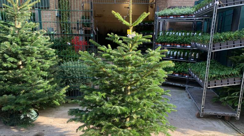 Christmas Has Arrived at Creepers Nursery Wandsworth!